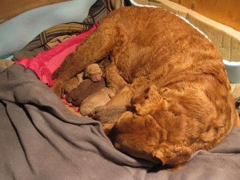 River and her 7 little puppies, such a good mom.